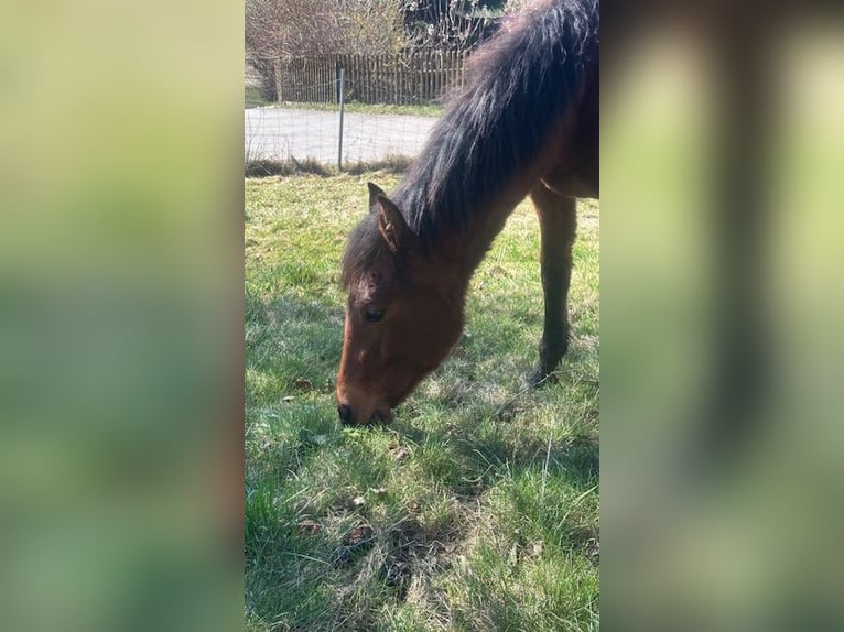 Curly Horse Merrie 1 Jaar 155 cm Bruin in Freyung