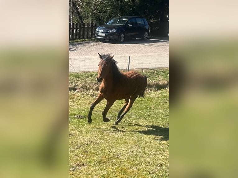Curly Horse Merrie 1 Jaar 155 cm Bruin in Freyung
