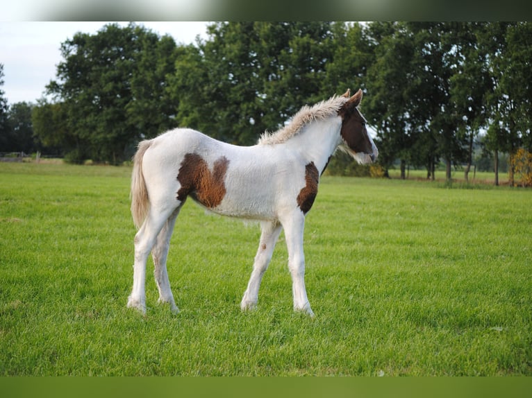 Curly Horse Merrie 1 Jaar 155 cm in Ruinen