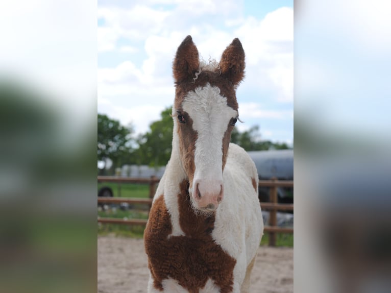 Curly Horse Merrie 1 Jaar 155 cm in Ruinen