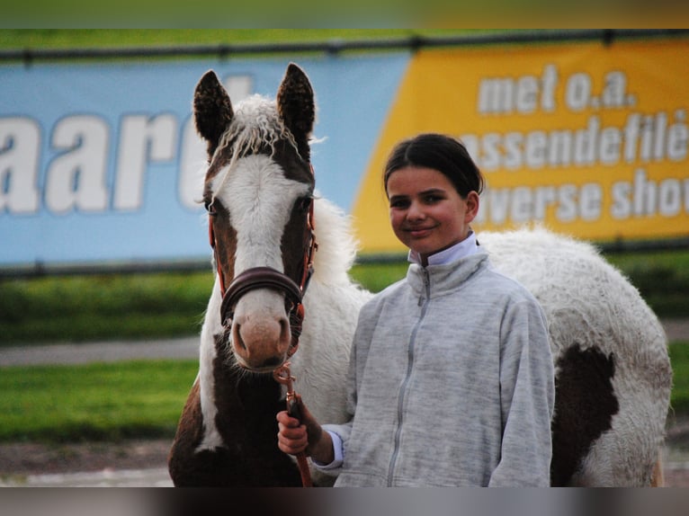 Curly Horse Merrie 1 Jaar 155 cm in Ruinen