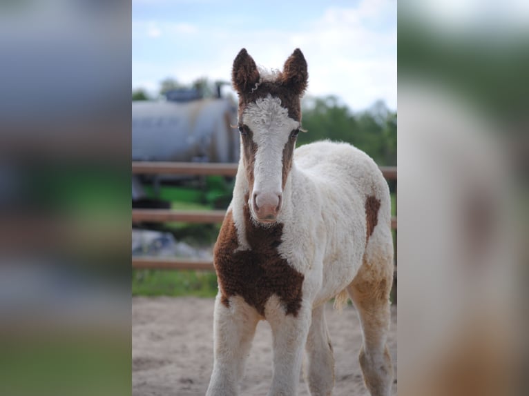 Curly Horse Merrie 1 Jaar 155 cm Gevlekt-paard in Ruinen