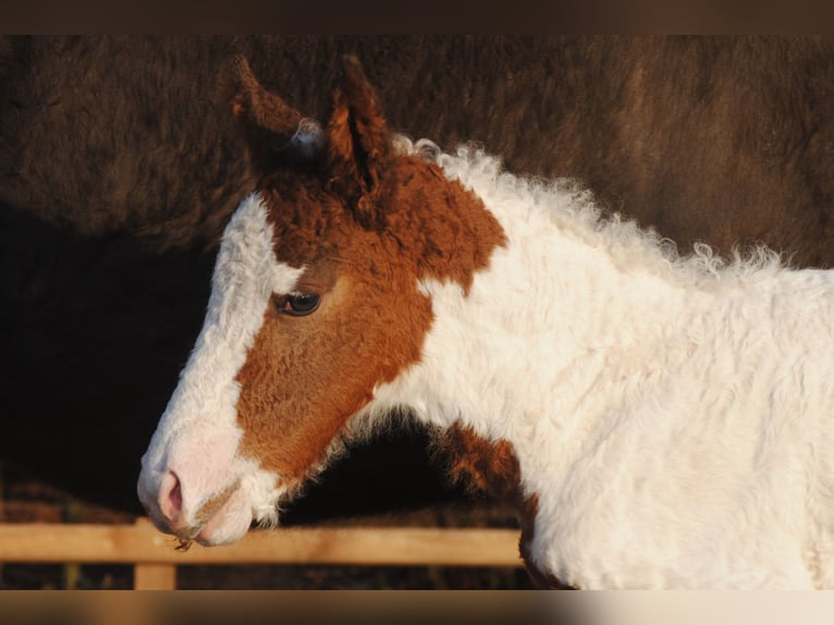 Curly Horse Merrie 1 Jaar 155 cm Gevlekt-paard in Ruinen