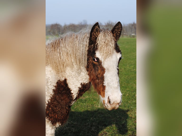 Curly Horse Merrie 1 Jaar 155 cm Gevlekt-paard in Ruinen