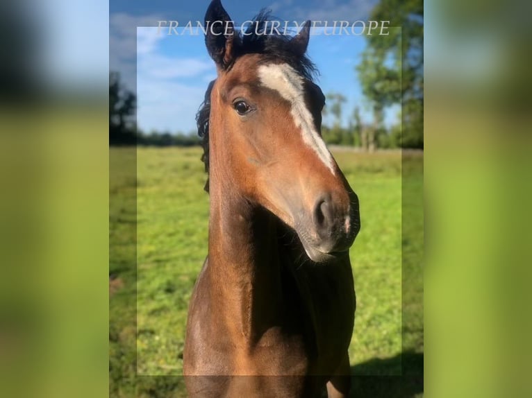 Curly Horse Merrie 1 Jaar 160 cm in Oughterard, Co. Galway.