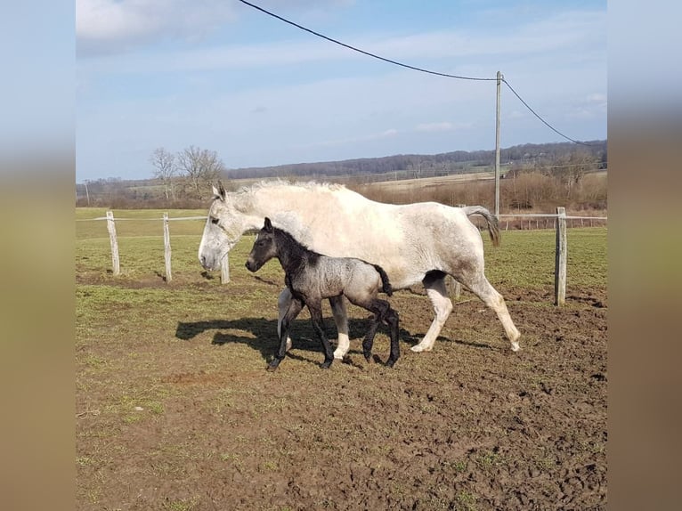 Curly Horse Merrie 1 Jaar 165 cm Schimmel in Sainte-Croix