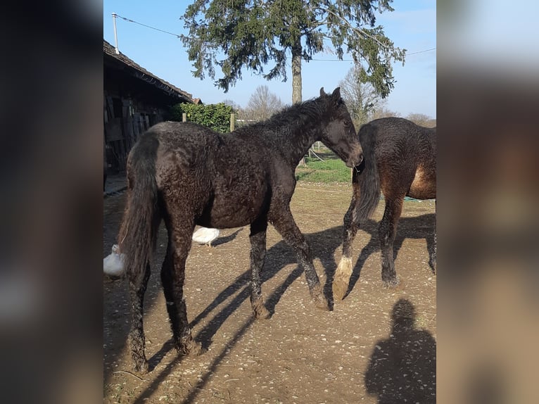 Curly Horse Merrie 1 Jaar 165 cm Schimmel in Sainte-Croix