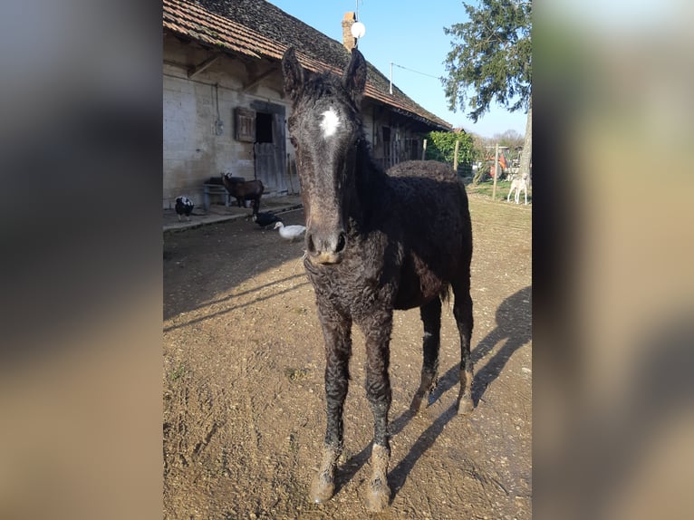 Curly Horse Merrie 1 Jaar 165 cm Schimmel in Sainte-Croix