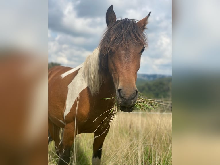 Curly Horse Merrie 2 Jaar 128 cm Gevlekt-paard in Ennepetal