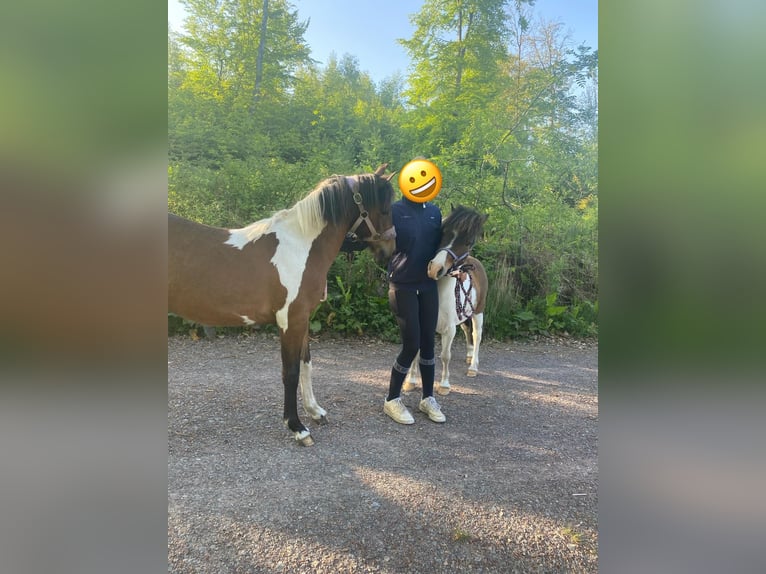 Curly Horse Merrie 2 Jaar 128 cm Gevlekt-paard in Ennepetal