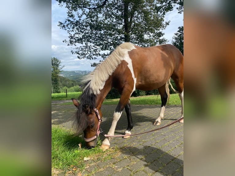 Curly Horse Merrie 2 Jaar 128 cm Gevlekt-paard in Ennepetal