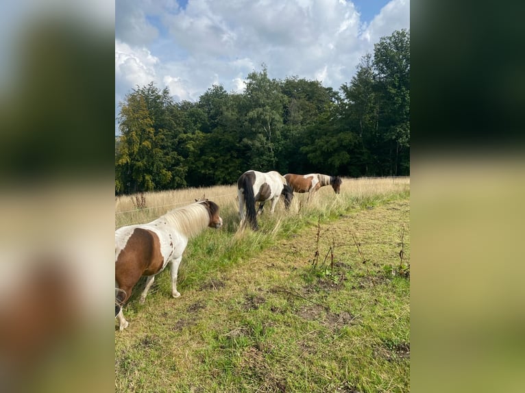 Curly Horse Merrie 2 Jaar 128 cm Gevlekt-paard in Ennepetal