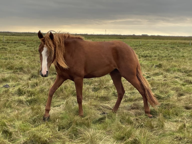 Curly Horse Merrie 2 Jaar 150 cm Overo-alle-kleuren in Skærbæk