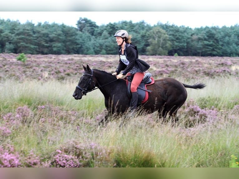 Curly Horse Merrie 2 Jaar 150 cm Zwartschimmel in Bennekom