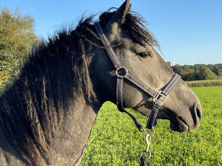 Curly Horse Merrie 2 Jaar 150 cm Zwartschimmel in Bennekom