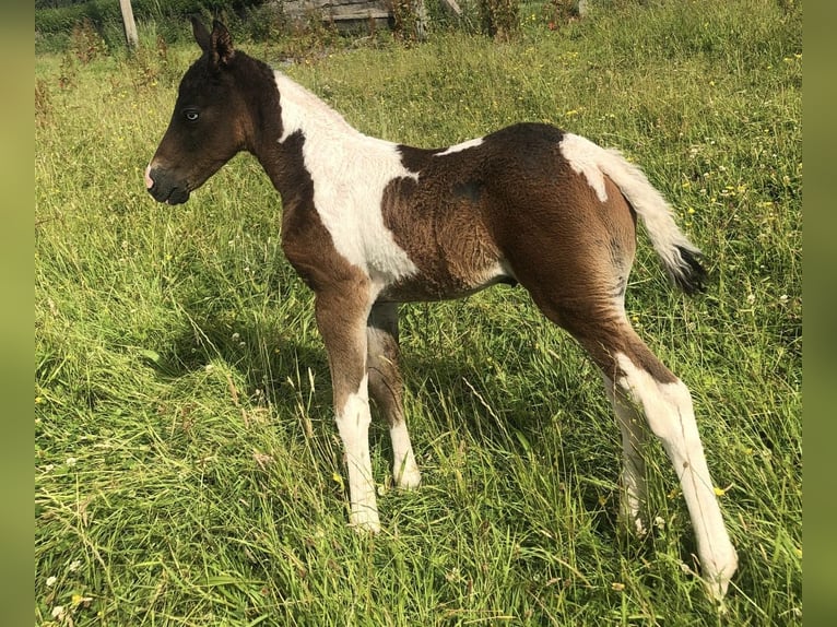 Curly Horse Merrie 2 Jaar 152 cm Tobiano-alle-kleuren in Galway
