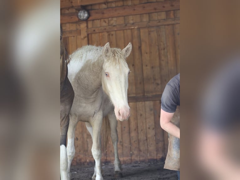Curly Horse Mix Merrie 2 Jaar 155 cm Perlino in Joué Sur Erdre