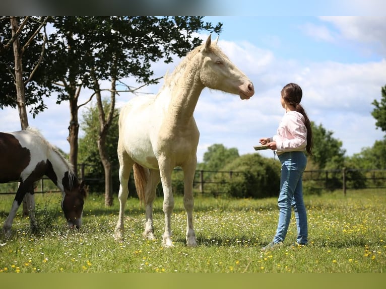 Curly Horse Mix Merrie 2 Jaar 155 cm Perlino in Joué Sur Erdre