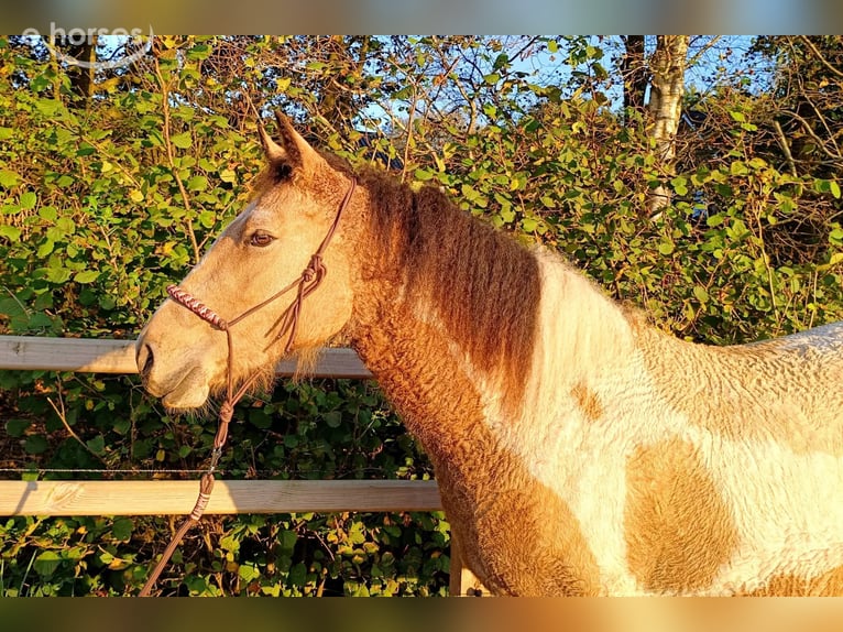 Curly Horse Merrie 2 Jaar 160 cm Buckskin in Ruinen