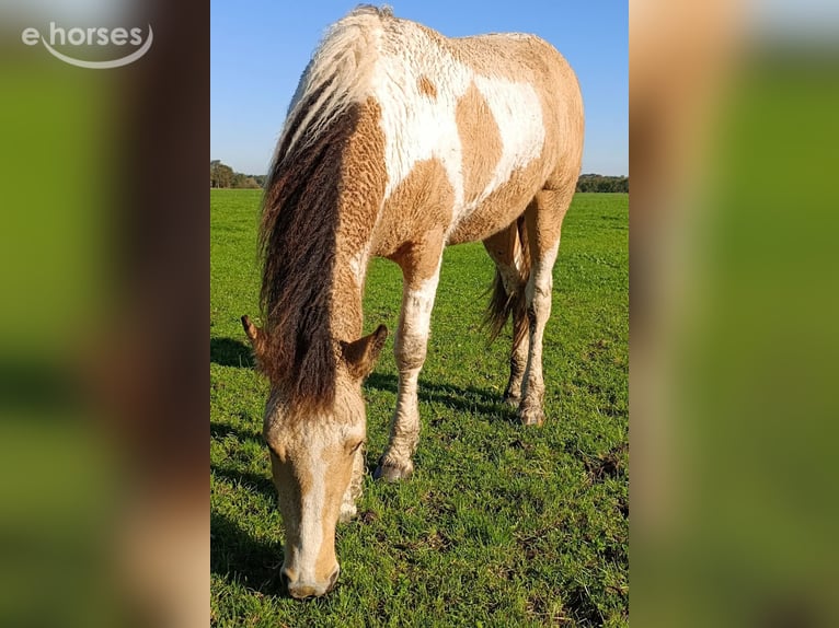 Curly Horse Merrie 2 Jaar 160 cm Buckskin in Ruinen