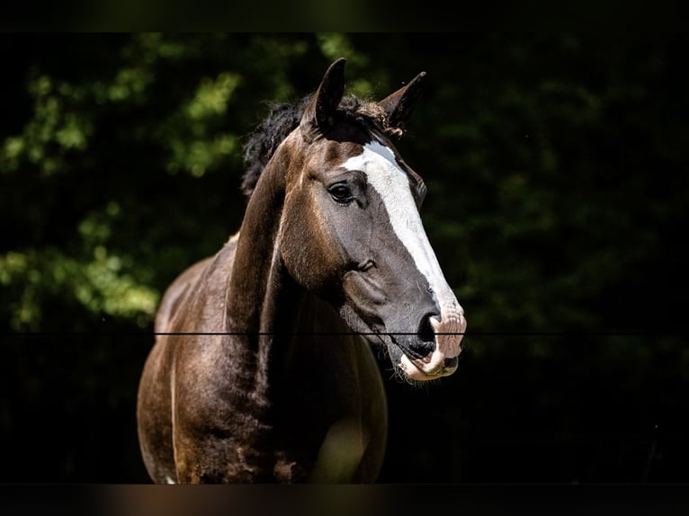 Curly Horse Merrie 3 Jaar 160 cm Zwartbruin in Pribram