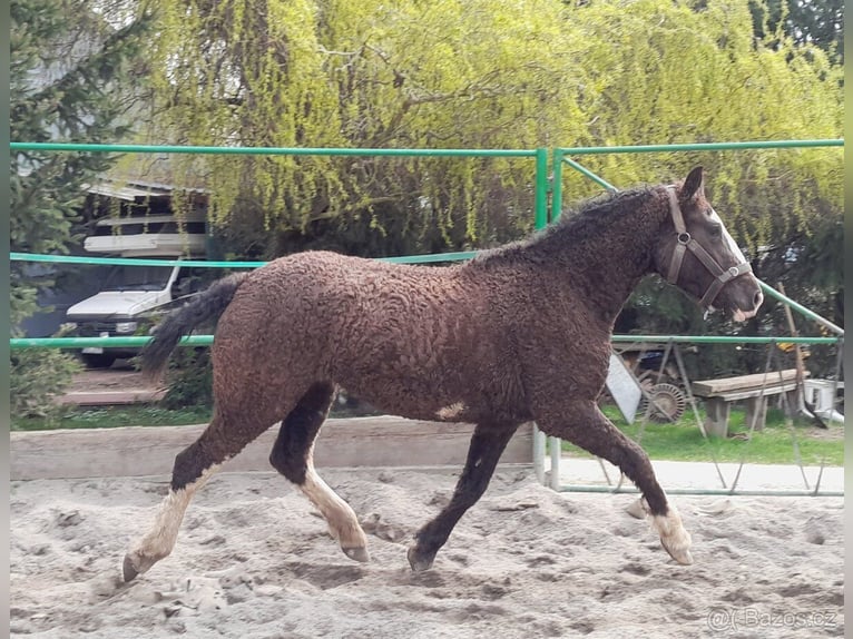 Curly Horse Merrie 3 Jaar 160 cm Zwartbruin in Pribram