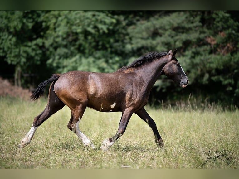 Curly Horse Merrie 3 Jaar 160 cm Zwartbruin in Pribram