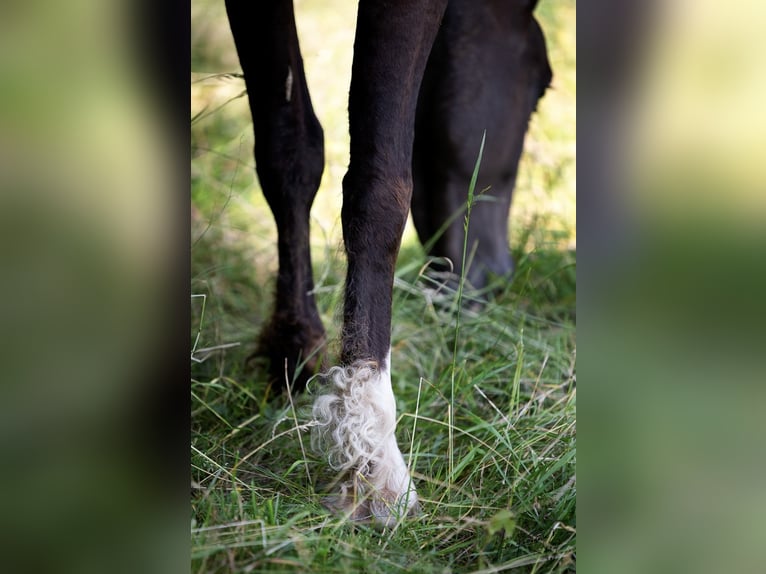 Curly Horse Merrie 3 Jaar 160 cm Zwartbruin in Pribram