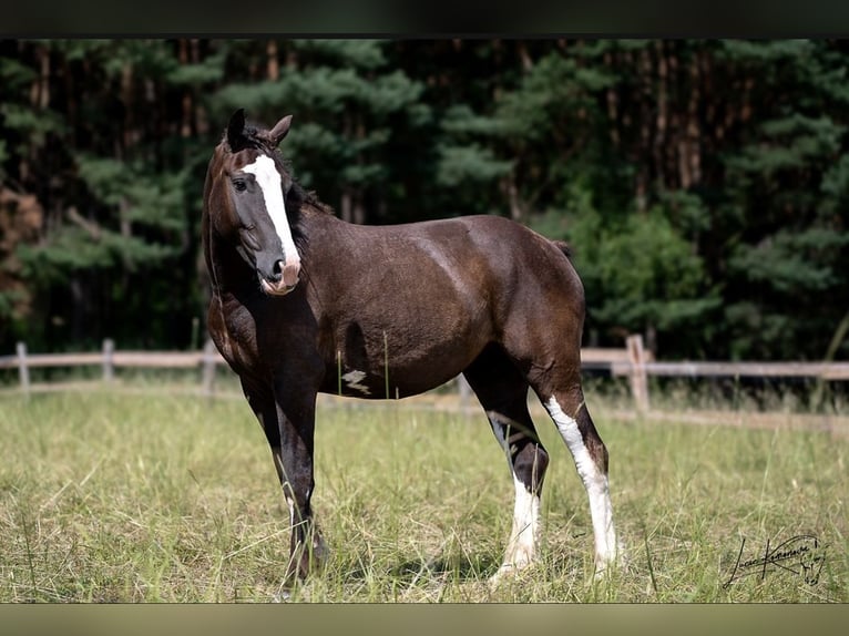 Curly Horse Merrie 3 Jaar 160 cm Zwartbruin in Pribram