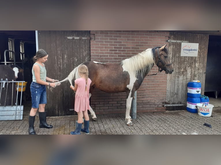 Curly Horse Merrie 4 Jaar 140 cm Tobiano-alle-kleuren in Ruinen