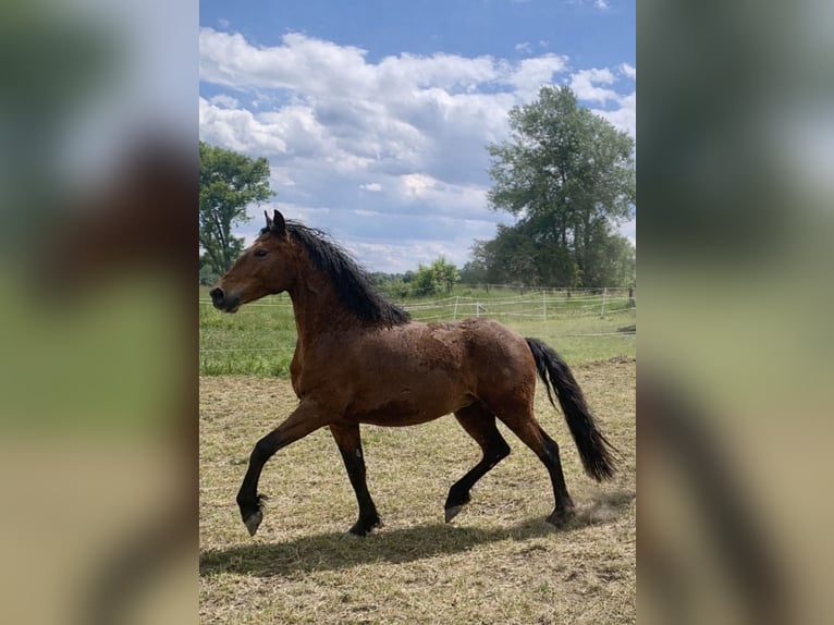 Curly Horse Merrie 4 Jaar 145 cm Bruin in Biberach an der Riß Bergerhausen