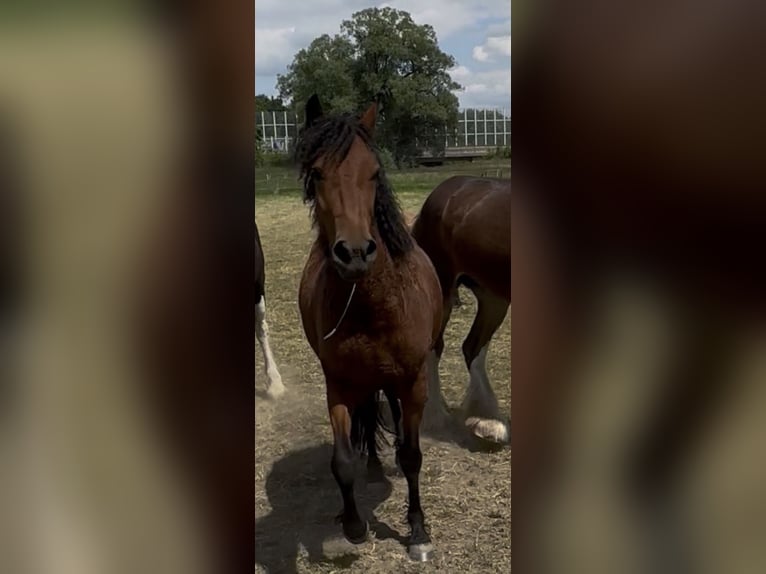 Curly Horse Merrie 4 Jaar 145 cm Bruin in Biberach an der Riß Bergerhausen