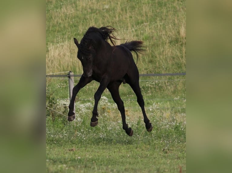Curly Horse Merrie 4 Jaar 145 cm Bruin in Biberach an der Riß Bergerhausen