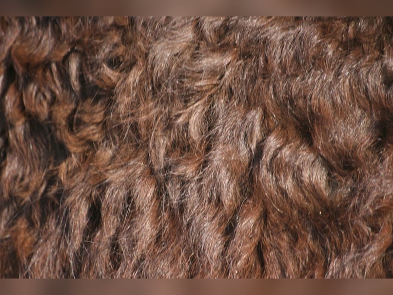 Curly Horse Merrie 4 Jaar 150 cm Roodbruin in france