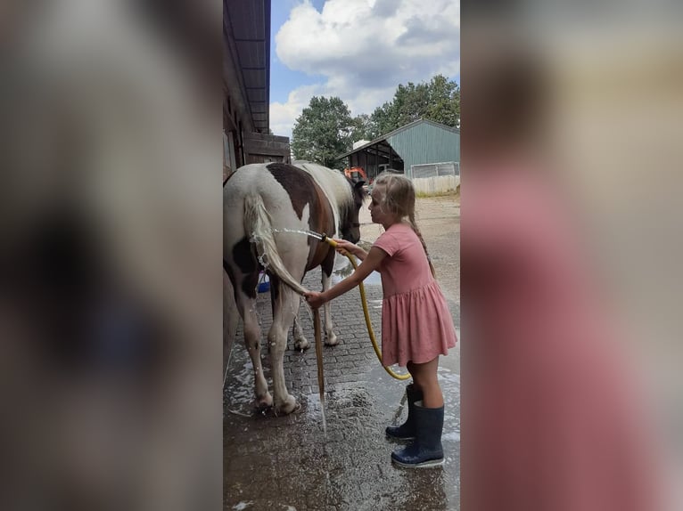 Curly Horse Merrie 5 Jaar 140 cm Tobiano-alle-kleuren in Ruinen