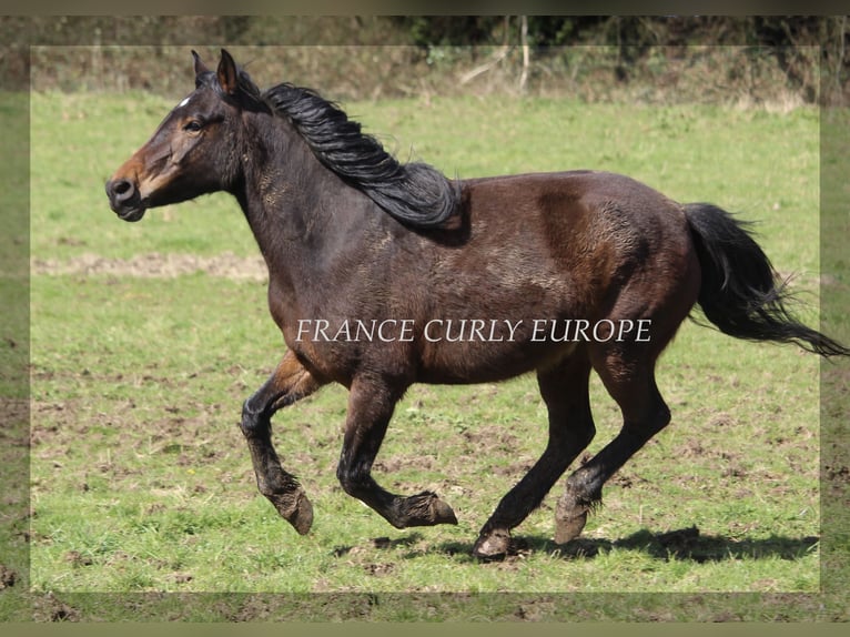 Curly Horse Merrie 5 Jaar 146 cm Donkerbruin in france