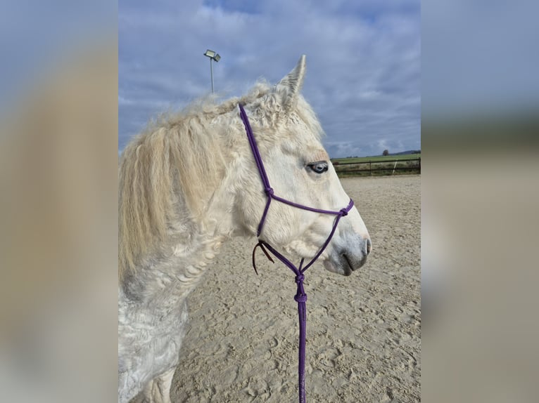 Curly Horse Mix Merrie 5 Jaar 147 cm Gevlekt-paard in Aichtal