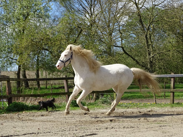 Curly Horse Merrie 5 Jaar 158 cm Sabino in Bennekom