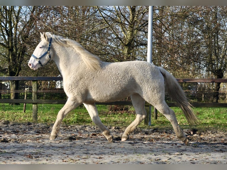 Curly Horse Merrie 5 Jaar 158 cm Sabino in Bennekom