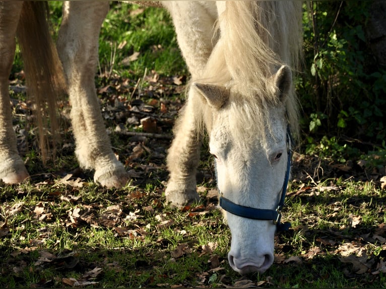 Curly Horse Merrie 5 Jaar 158 cm Sabino in Bennekom