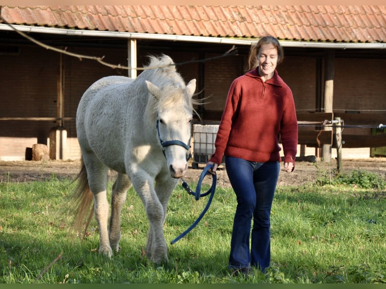 Curly Horse Merrie 5 Jaar 158 cm Sabino in Bennekom