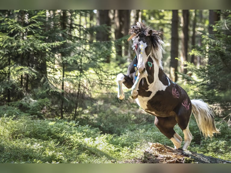 Curly Horse Mix Merrie 6 Jaar 124 cm Gevlekt-paard in Elterlein