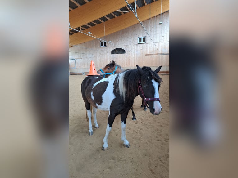 Curly Horse Mix Merrie 6 Jaar 124 cm Gevlekt-paard in Elterlein