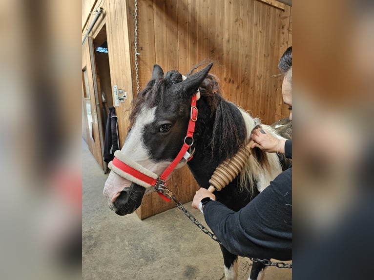 Curly Horse Mix Merrie 6 Jaar 124 cm Gevlekt-paard in Elterlein