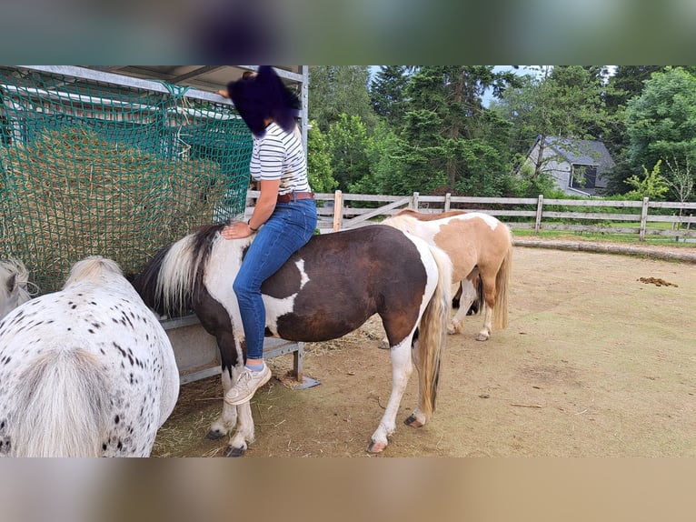 Curly Horse Mix Merrie 6 Jaar 124 cm Gevlekt-paard in Elterlein