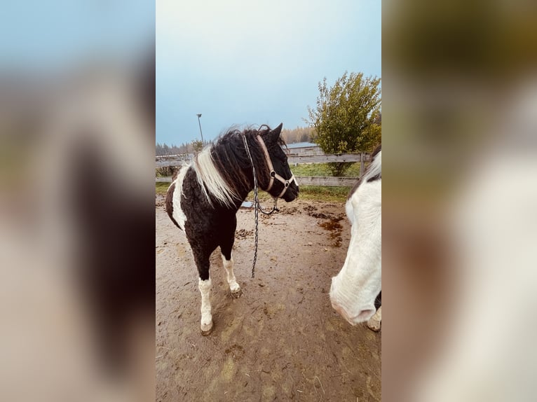 Curly Horse Mix Merrie 6 Jaar 124 cm Gevlekt-paard in Elterlein