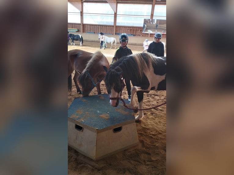 Curly Horse Mix Merrie 6 Jaar 124 cm Gevlekt-paard in Elterlein