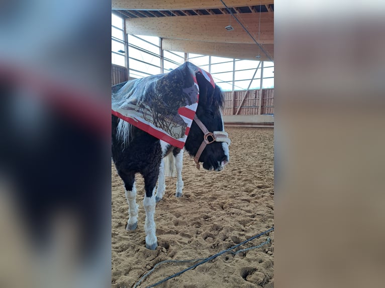 Curly Horse Mix Merrie 6 Jaar 124 cm Gevlekt-paard in Elterlein