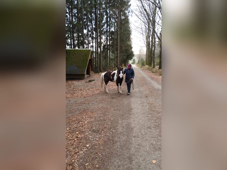 Curly Horse Mix Merrie 6 Jaar 124 cm Gevlekt-paard in Elterlein