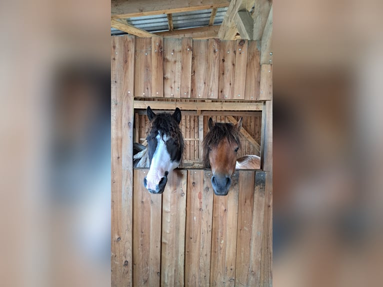 Curly Horse Mix Merrie 6 Jaar 124 cm Gevlekt-paard in Elterlein